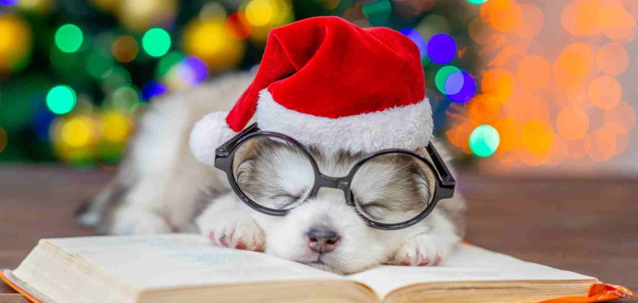 Weihnachtshund mit Buch