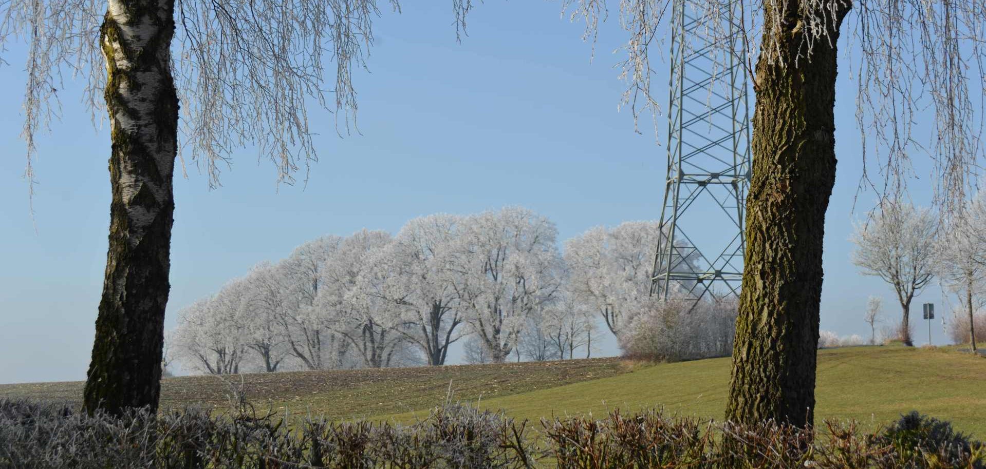Bäume mit Rauhreif und Strommast