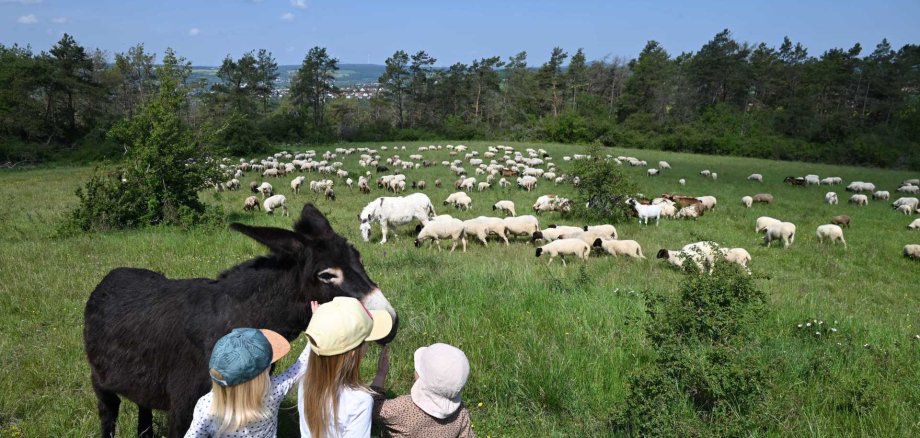 Schafe und Kinder am Weinberg