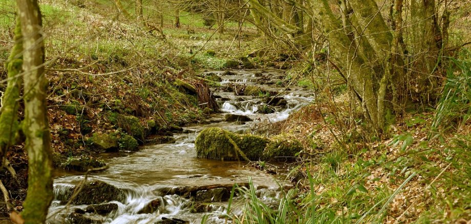 Wildbach mit Bäumen