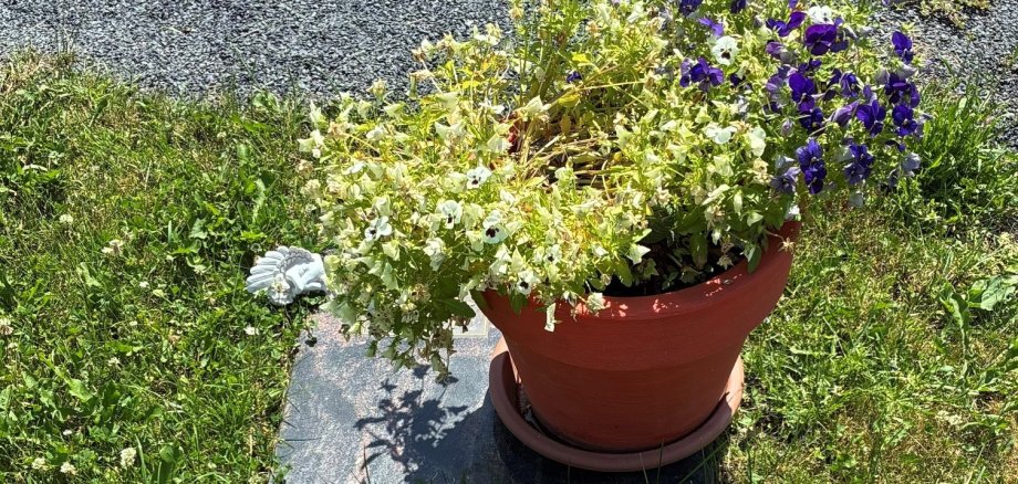 Blumentopf mit Blumen